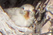 Redthroat (Pyrrholaemus brunneus)